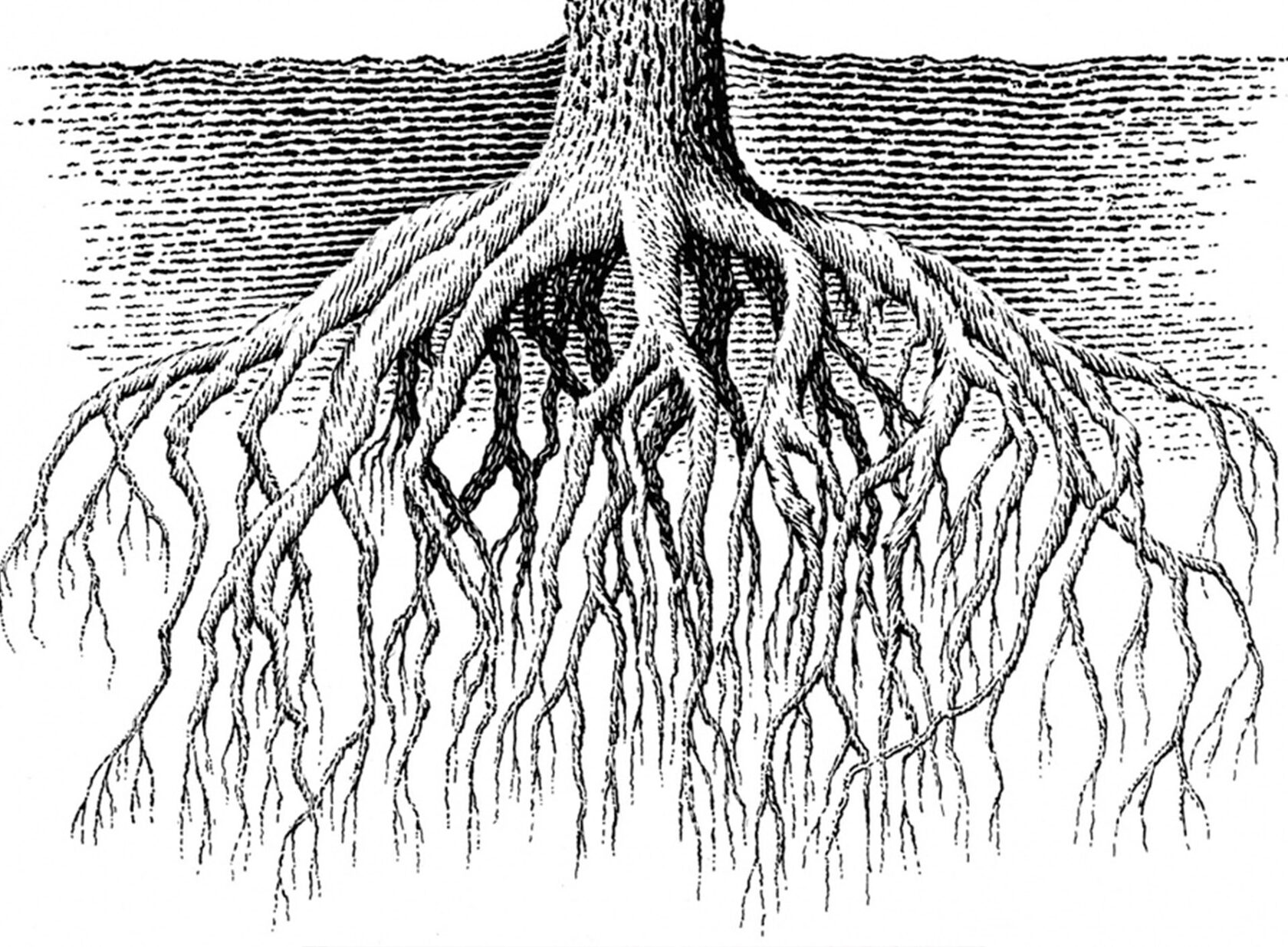 Корень дерева это 4. Корневая система платана. Корни дерева. Конева я система березы. Корневая система дуба.