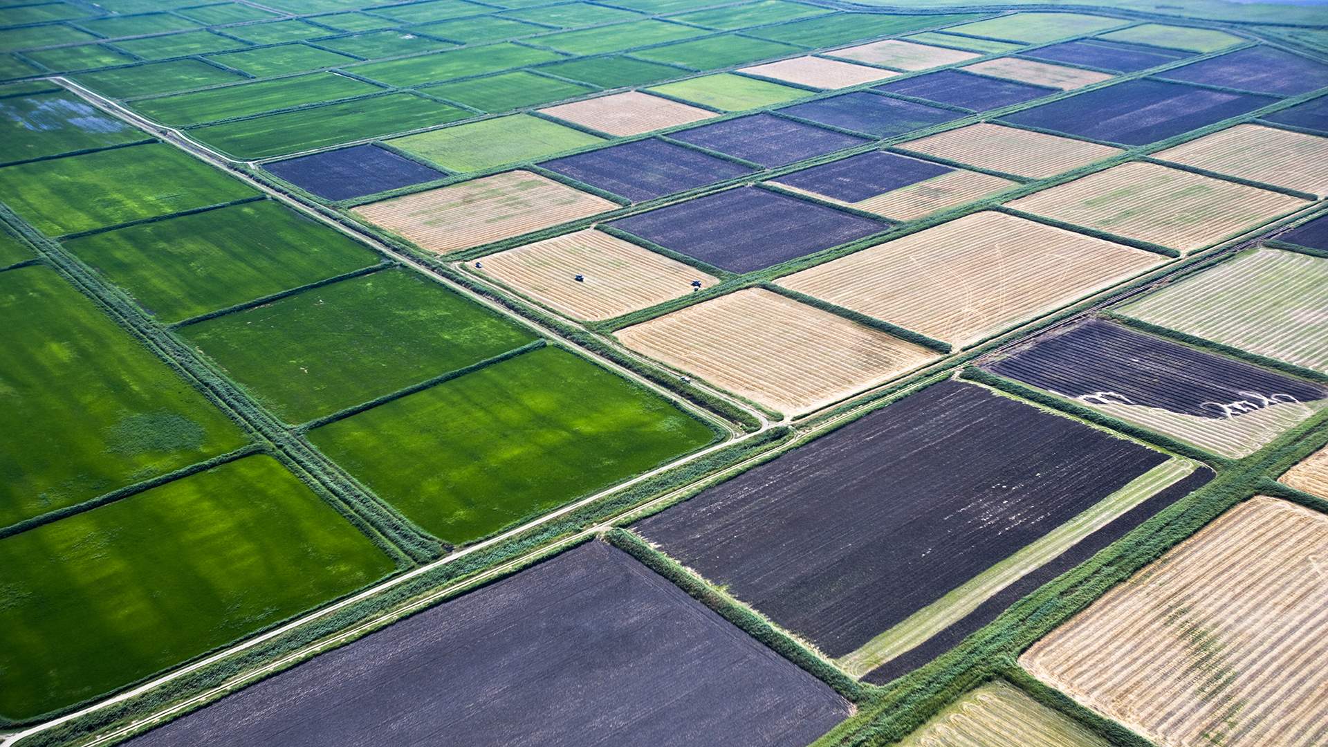 Рисовые поля Краснодарского края с высоты птичьего полёта