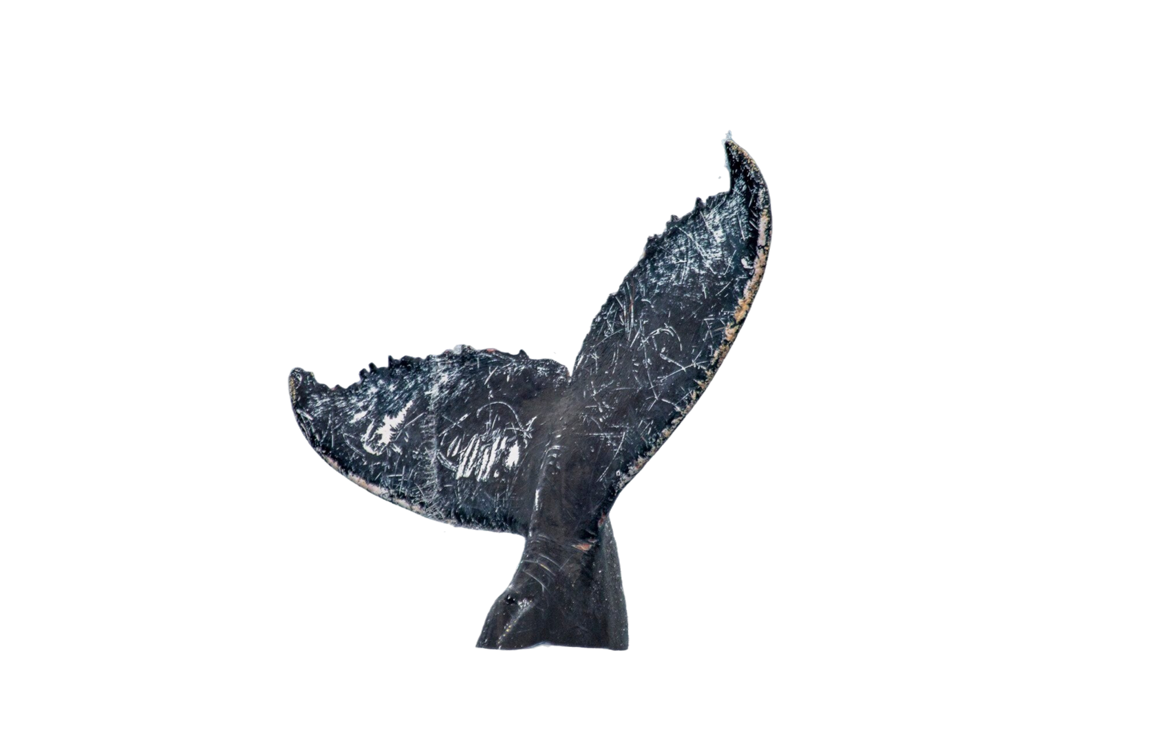 Зебры - Тур в ЮАР