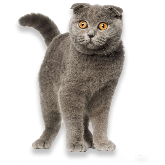 вылечить кошку ставрополь