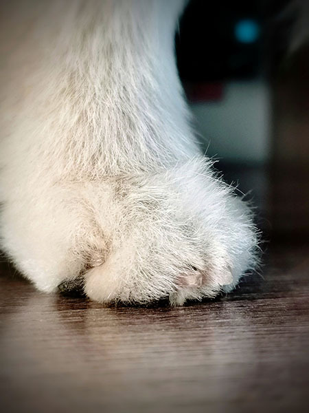 Лапка шпица с корректно подрезанными когтями