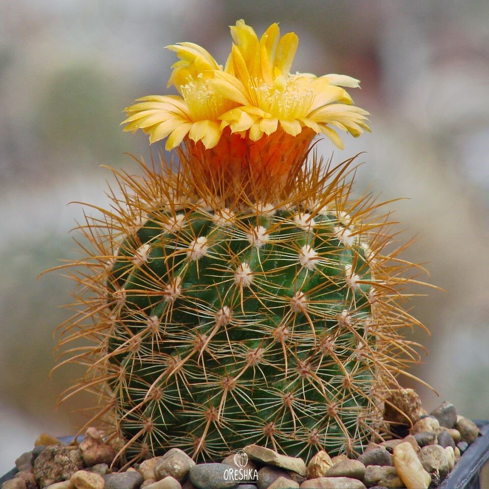 Seeds of Cactus Parodia subtilihamata FR 741 (Parodia subtilihamata FR 741) — 10 pcs