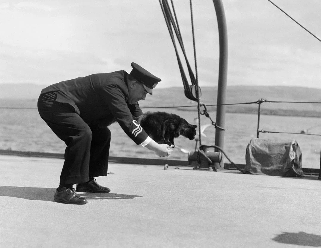 Лейтенант-коммандер Р. Х. Палмер играет с котом Пиблзом на борту «Вестерн Айлз»