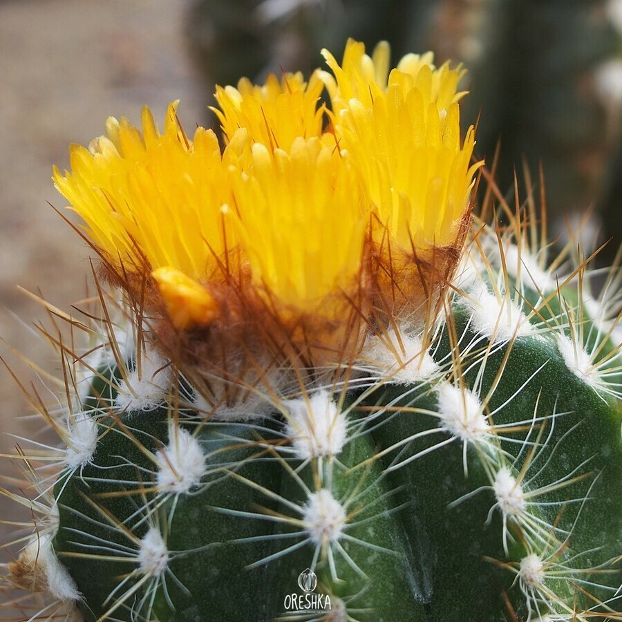 Seeds of Cactus Parodia ayopayana L 961 (Parodia ayopayana L 961) — 10 pcs