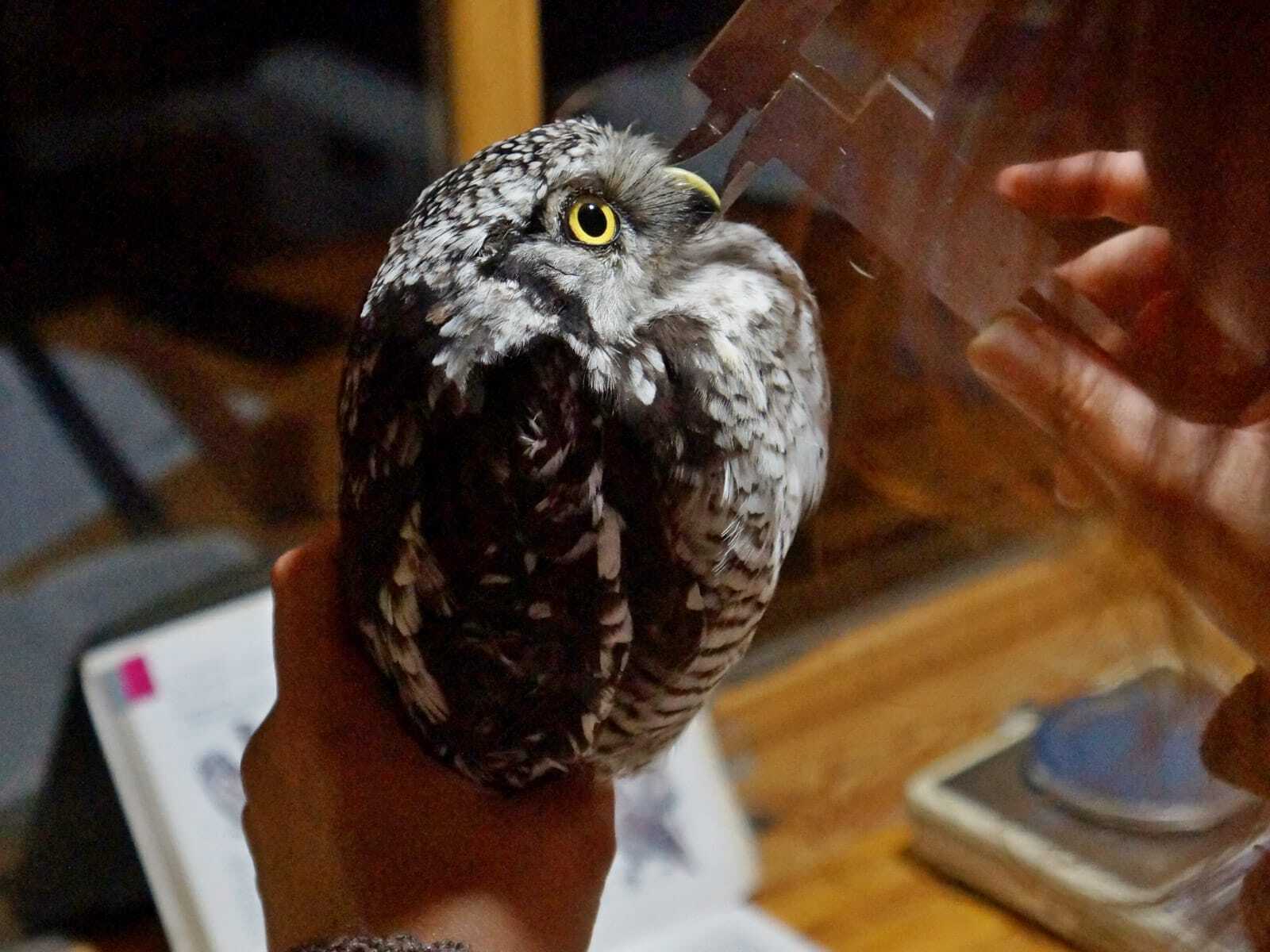 Ястребиная сова в Байкальском заповеднике