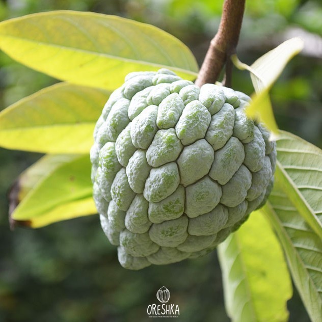 Annona squamosa ripe fruit hand held market
