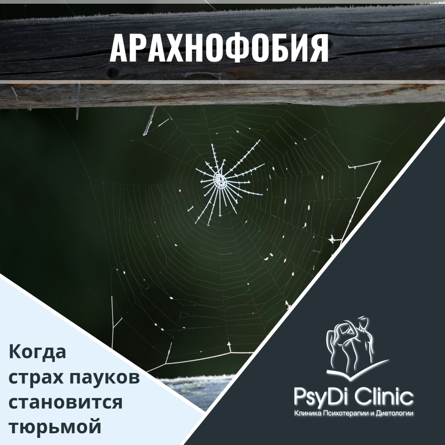 Арахнофобия: Когда страх пауков становится тюрьмой