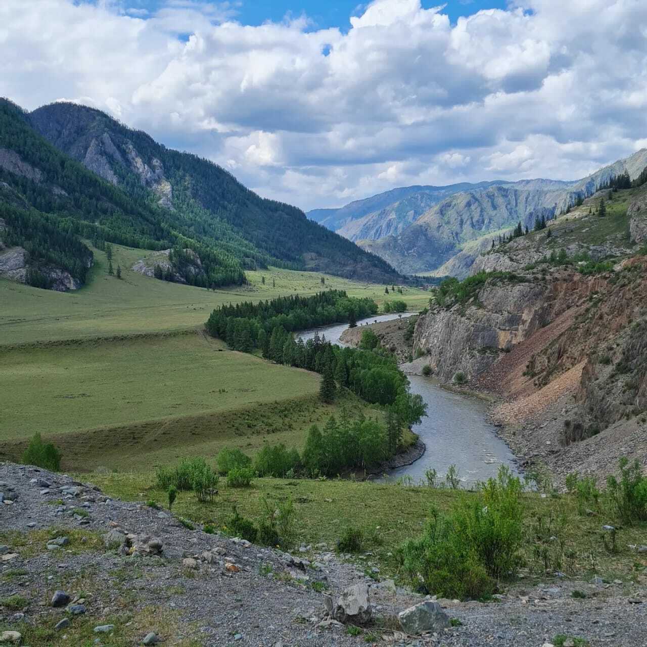 Цветение маральника Чуя Катунь слияние рек