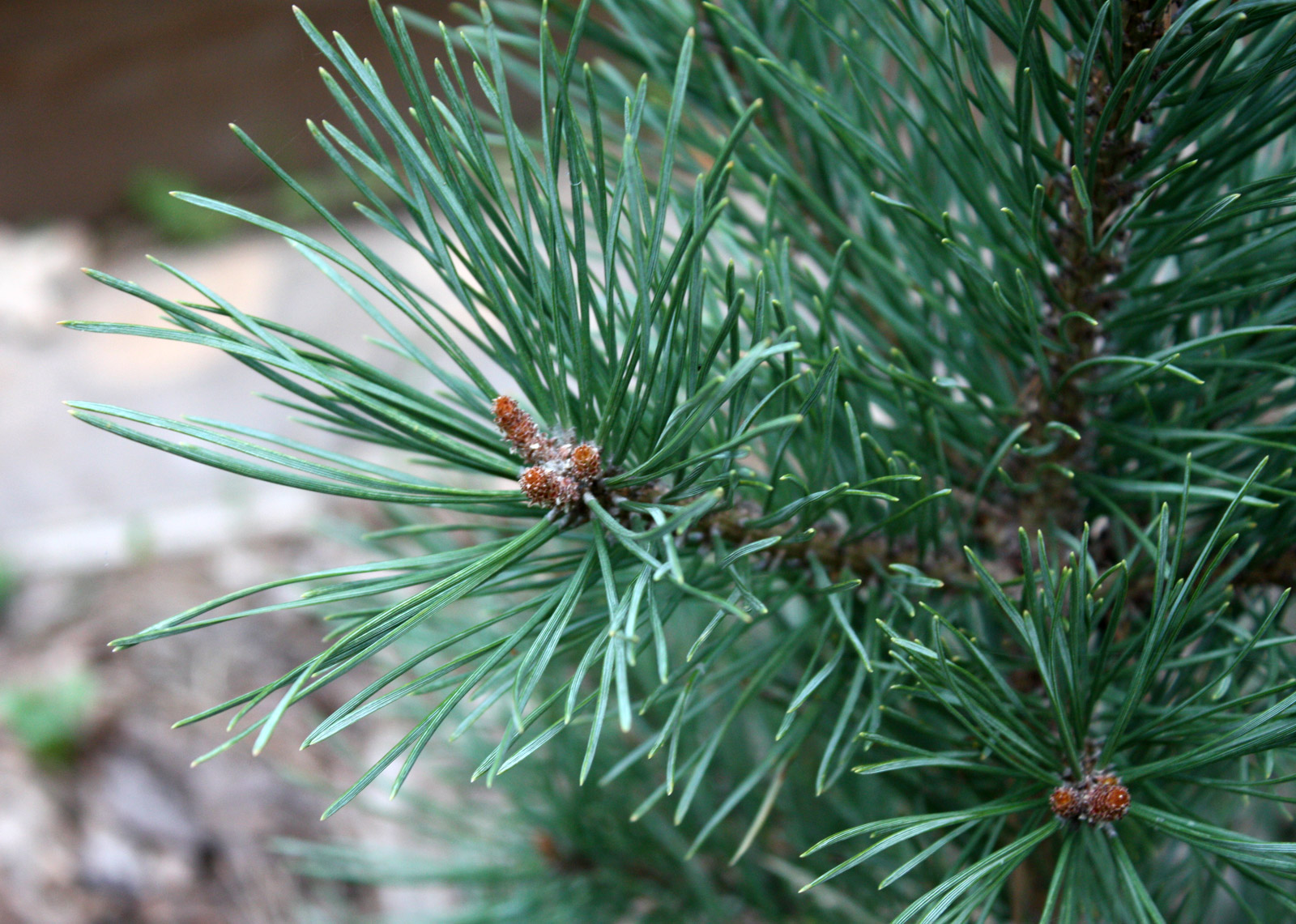 Обычная хвойная. Сосна обыкновенная Pinus Sylvestris. Pinus Sylvestris (сосна обыкновенная) "Watereri". Сосна Pinus Sylvestris Watereri. Сосна Ватерери хвоя.