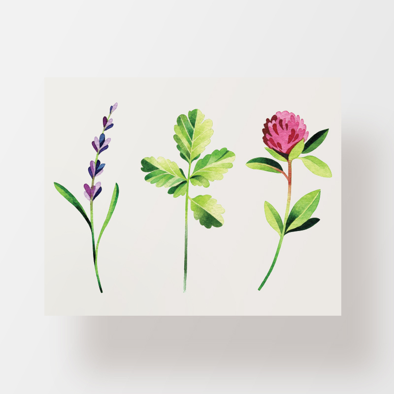 Herb Com Интернет Магазин