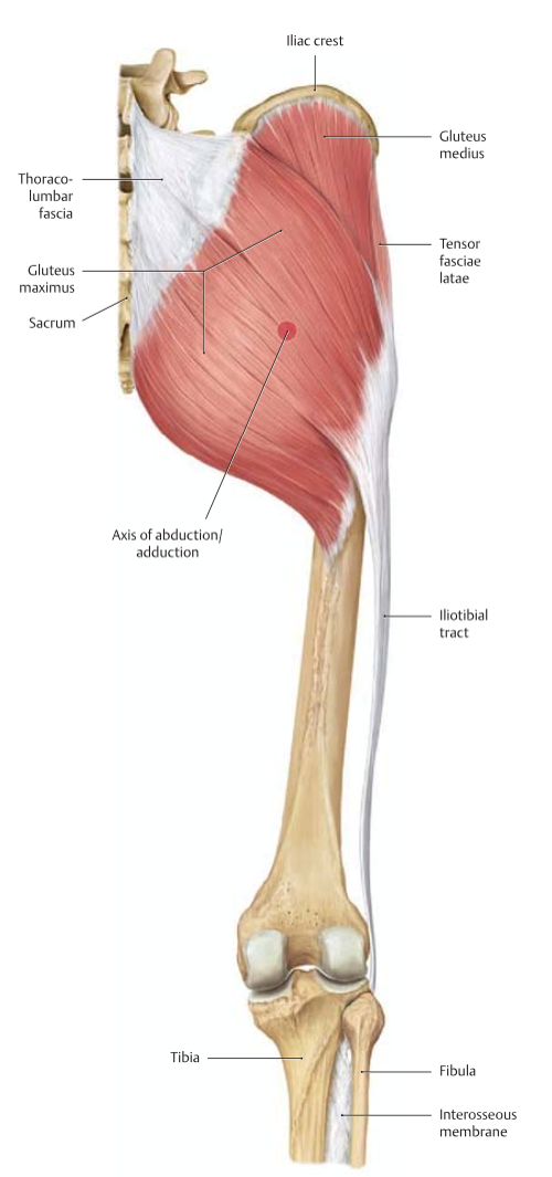 M Tensor fasciae Latae