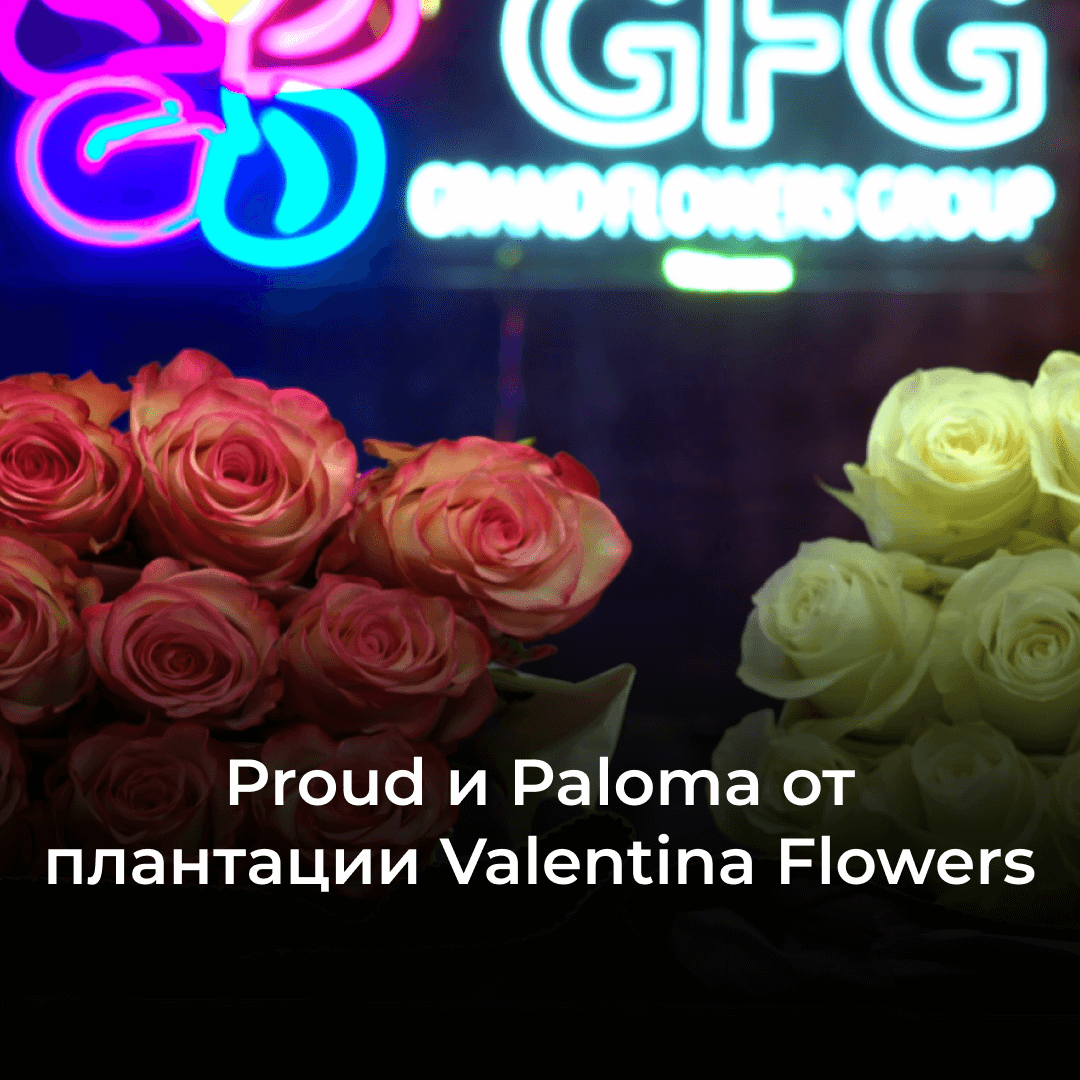 Розы сорта Proud и Paloma от плантации Valentina Flowers, Эквадор