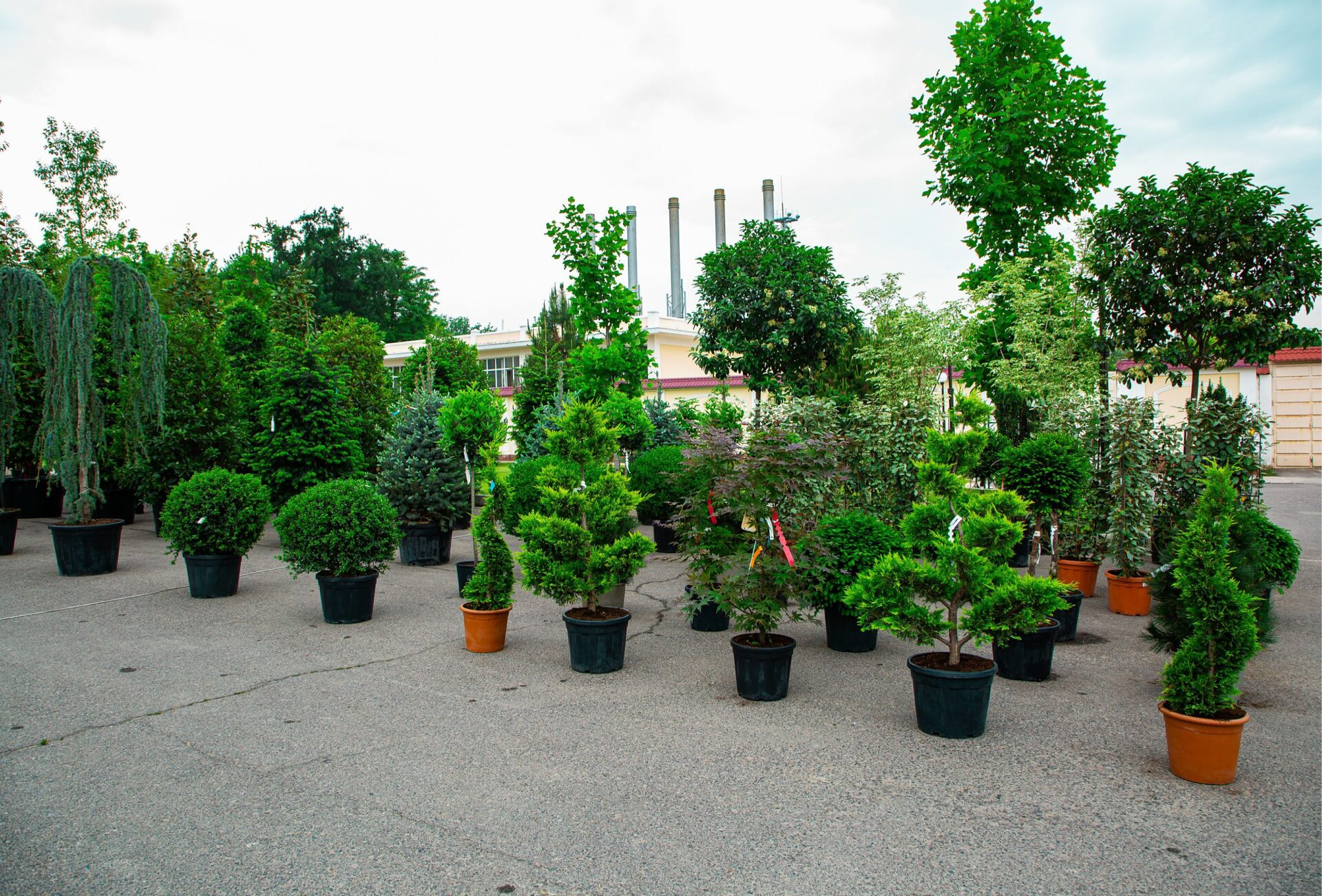 Хвойные и лиственные растения в контейнерах на объекте Flowers Garden: голубая ель, спиральная и ярусная стрижка