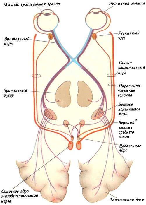 Ход глазодвигательного нерва схема