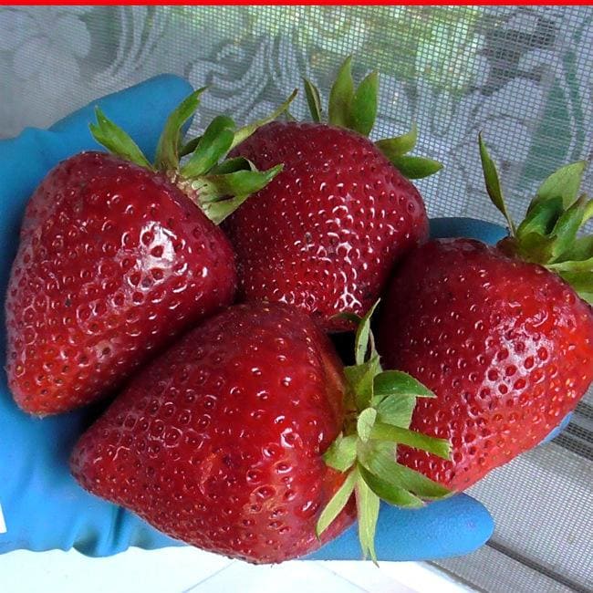 клубника вивара