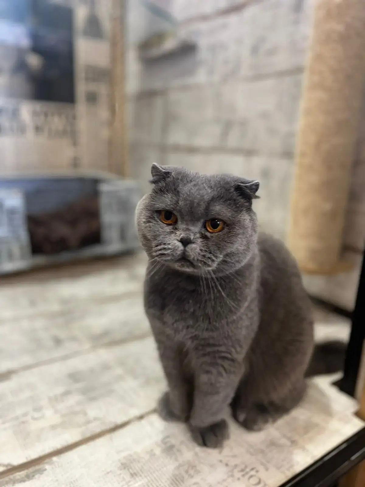 Кот в отдельном номере гостиницы Лапавиль