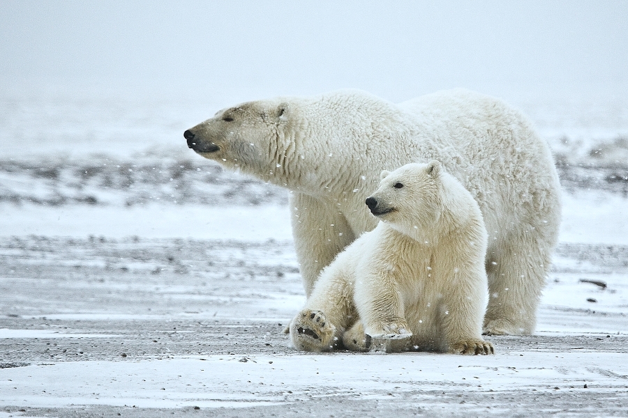 Учёные считают, что белым медведям грозит вымирание