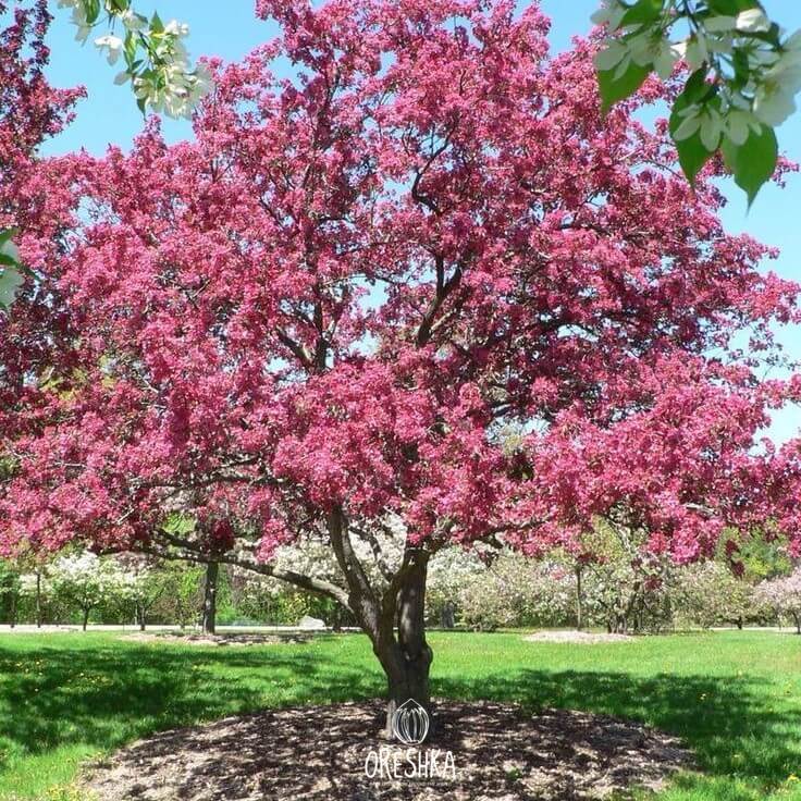 Red Royalty crabapple purple red foliage summer anthocyanin glossy leaves