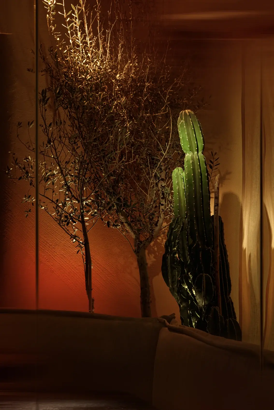 Cactus and warm terracotta walls inside Sobremesa