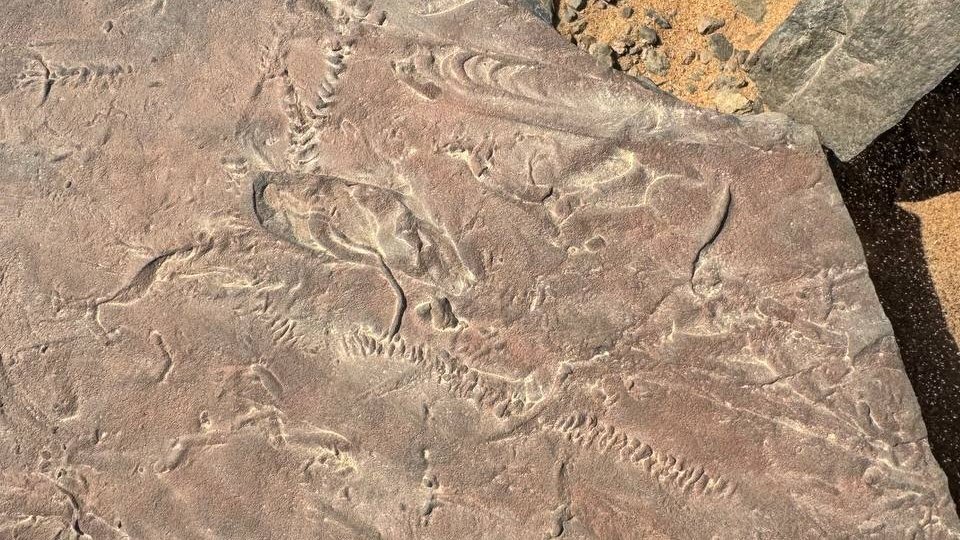 trace fossils preserved in rock surface multiple fossil imprints desert environment