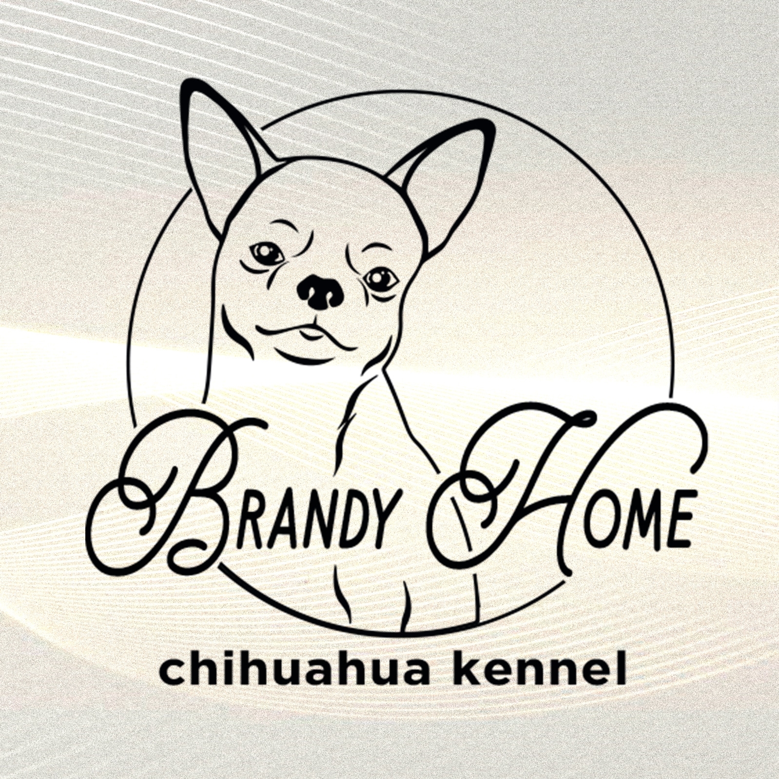 Питомник чихуахуа Бренди Хом