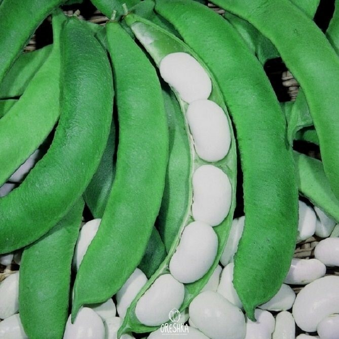 Seeds of White beans — 20 pcs