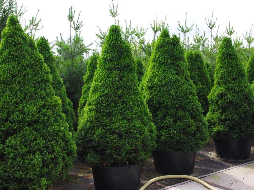 Picea glauca conica фото