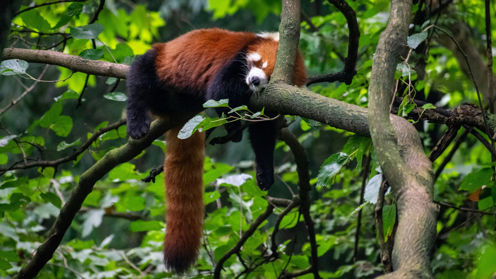 Красная панда