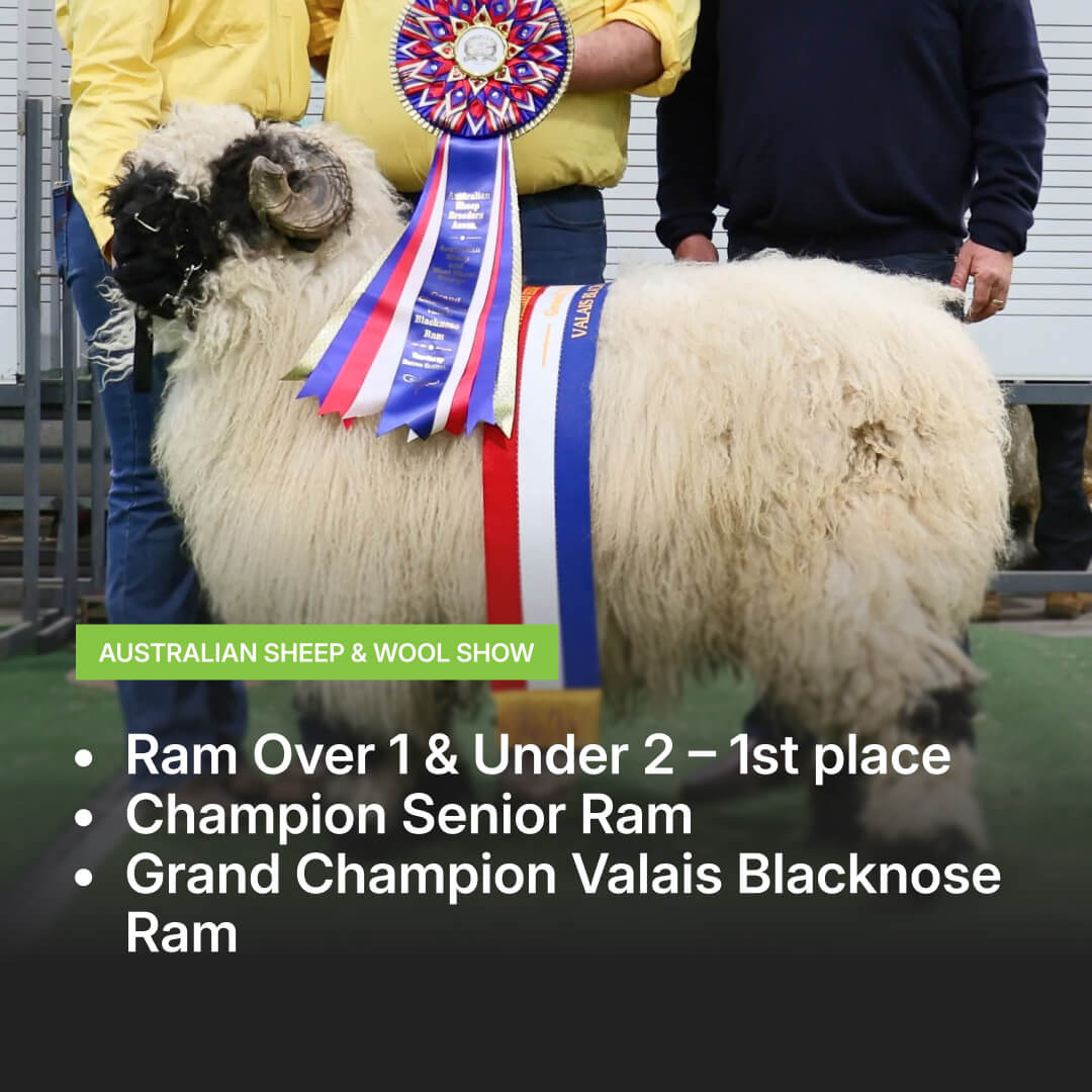 Alora Ultra Ego at Australian Sheep &amp;amp; Wool Show 2025