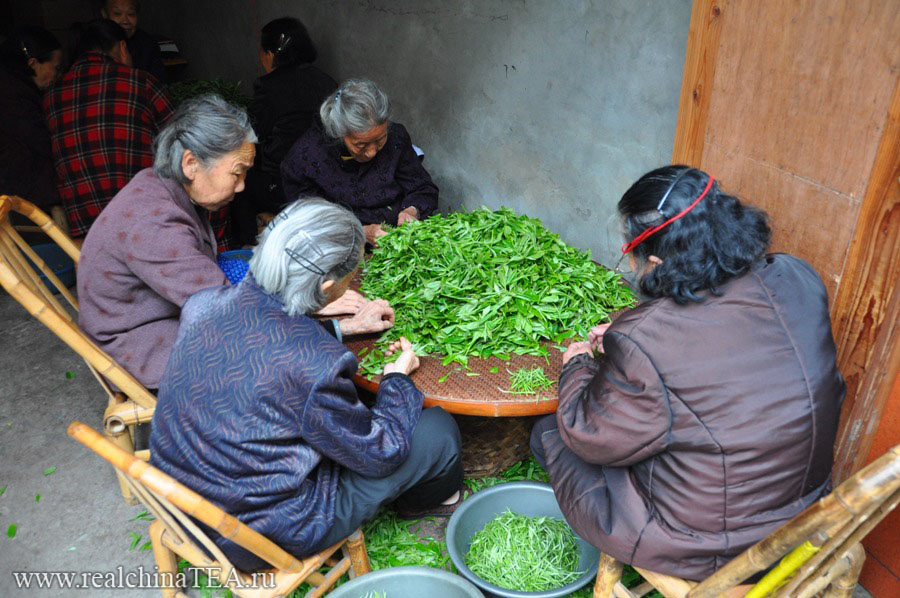 Чайные тетушки занимаются переборкой сырья для производства различных сортов белого чая.