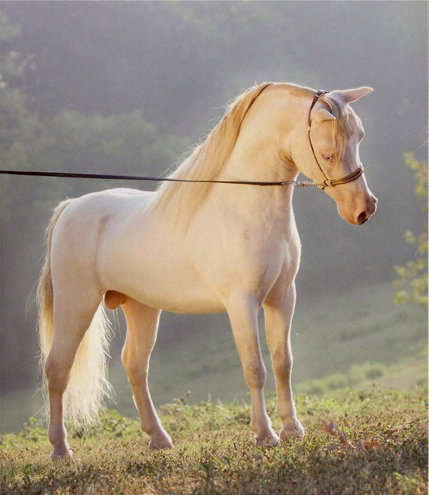 АМНА – Американская миниатюрная лошадь. Всё о породе