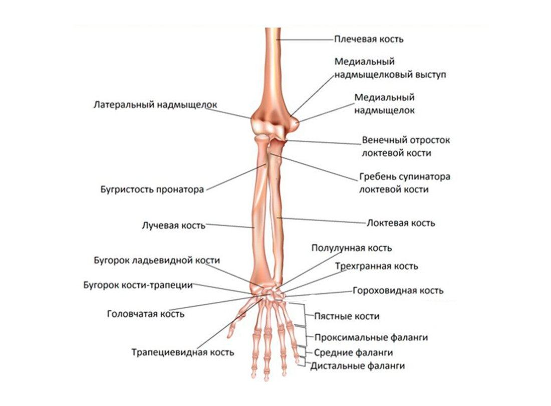 Медиальный и латеральный это. Анатомия строения лучевой кости руки. Строение костей предплечья и кисти анатомия. Лучевая кость предплечья строение. Лучевая кость руки анатомия строение.