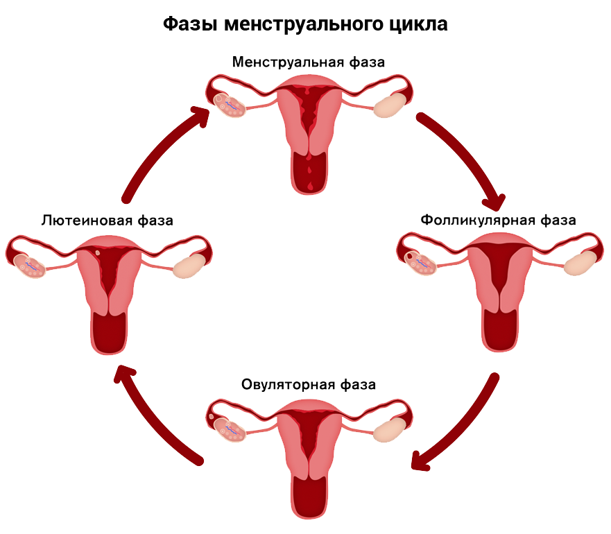 Как идут месячные. Менструальный цикл. Менструационный цикл фазы. Фазы менструационного цикла.
