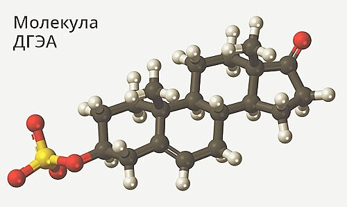 ДГЭА (дегидроэпиандростерон) - стероидный гормон, вырабатываемый надпочечниками. Он считается препятствующим старению.