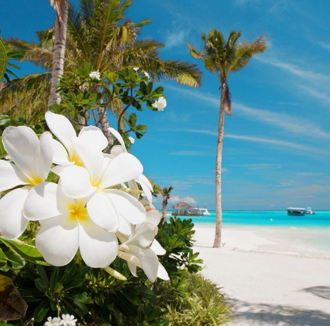 Цветок на Мальдивах белый