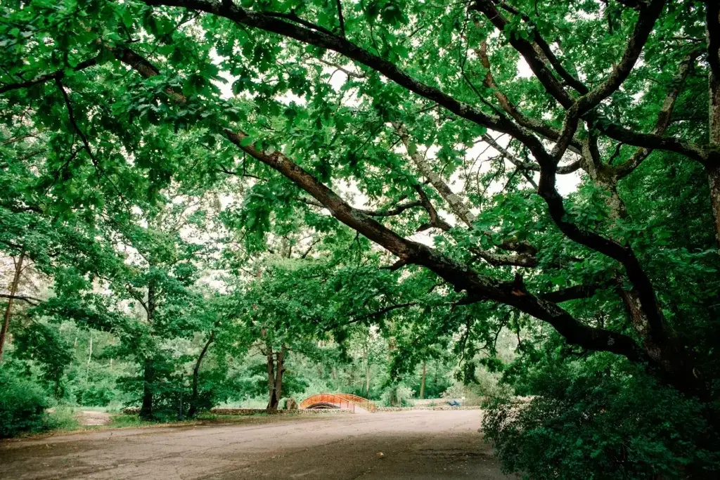 scale_1200 (8)