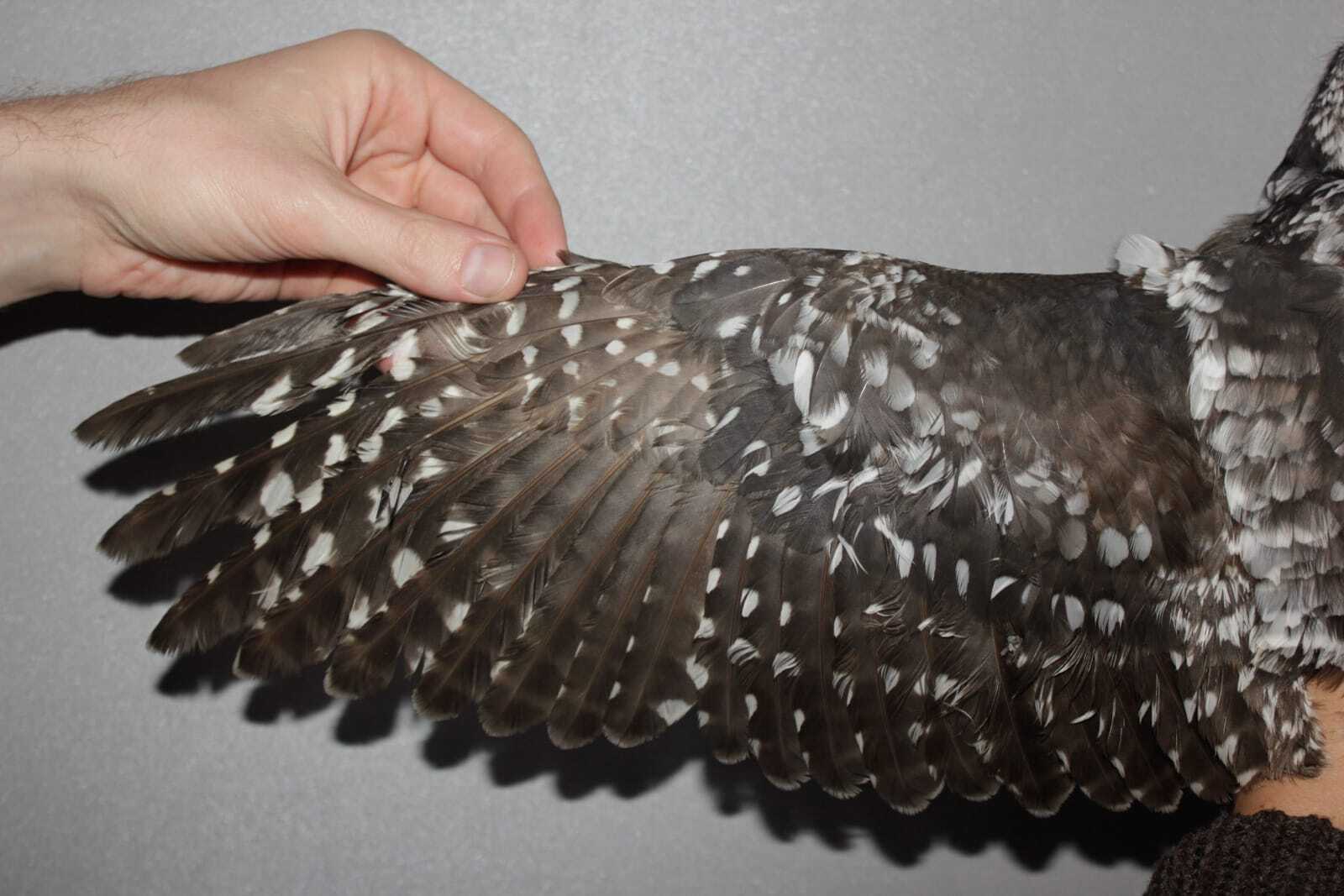 Ястребиная сова в Байкальском заповеднике