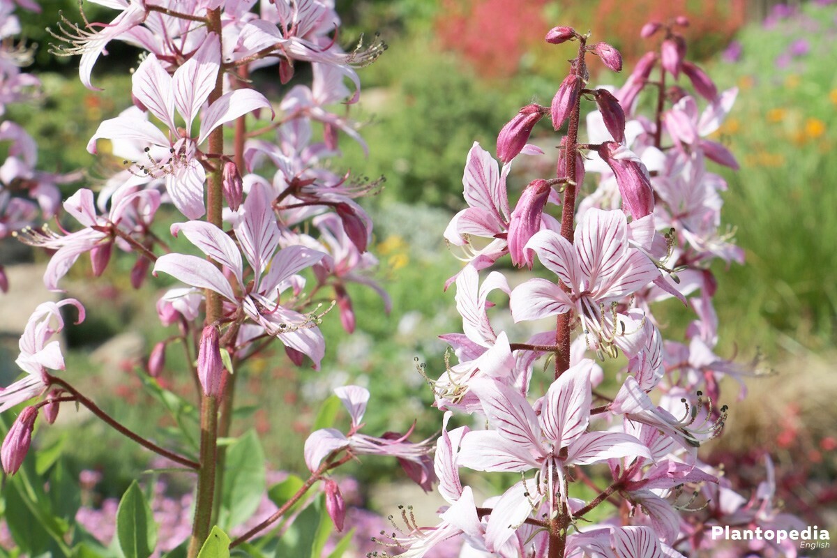 ясенец неопалимая купина. ясенец (неопалимая купина) фраксинелла. купина это. купина это. ясенец (неопалимая купина) листья.