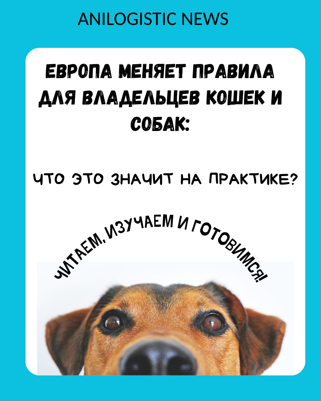 Инфографика: новые правила ЕС по регистрации, чипированию и перевозке собак и кошек