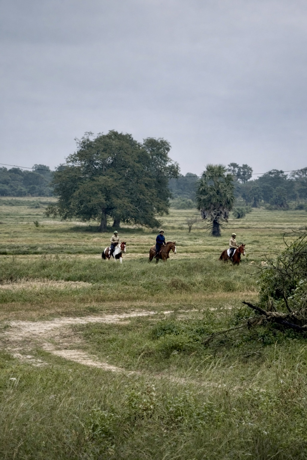 Three riders crossing open grasslands during a guided horseback trail ride at Vonfidel Ranch in Sri Lankas Eastern Province.
