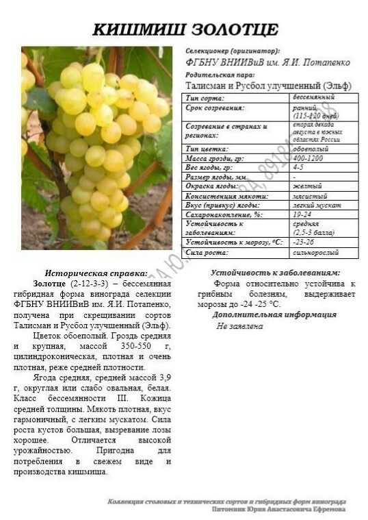 виноград сорт кишмиш афродита!. виноград золотце. виноград золотце. виноград кишмиш афродита. виноград золотце описание сорта.