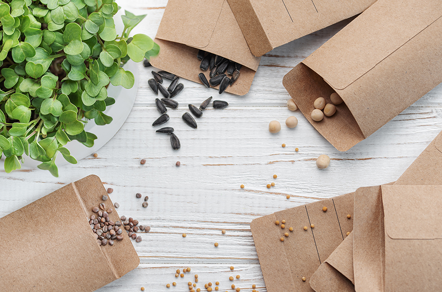 Assorted seed packets with various seeds, including black sunflower seeds, small round seeds, and mustard seeds, arranged around a small green plant in a white pot on a wooden surface, illustrating gardening and seed selection themes.