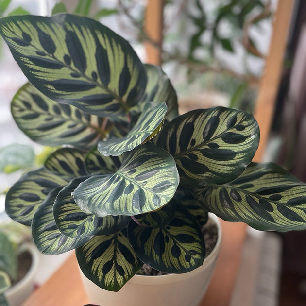 Калатея Макоя