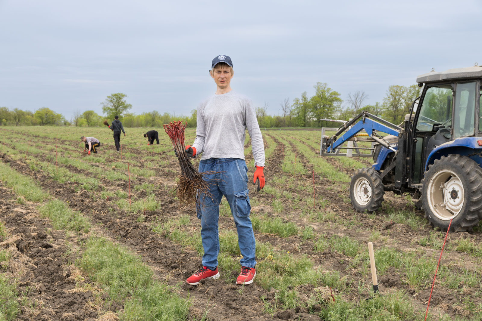 Проект виноградарства и виноделия Дона 