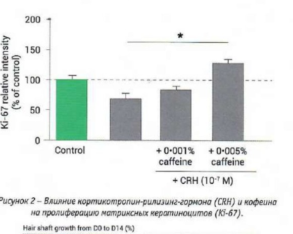 Рисунок 2. Влияние кортикотропин-рилизинг-гормона и кофеина на пролиферацию кератиноцитов