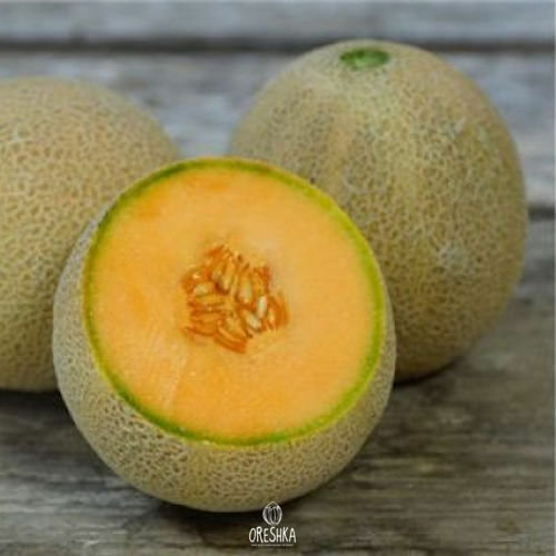 Seeds of Melon jumbo (Cucumis melo) — 10 pcs