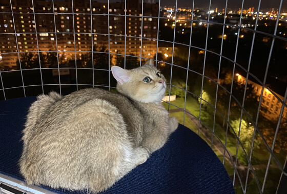 Балкон кошек «Васька» с синим ковриком