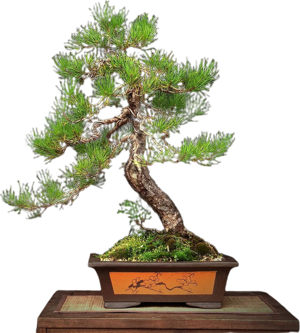 Bonsai 1