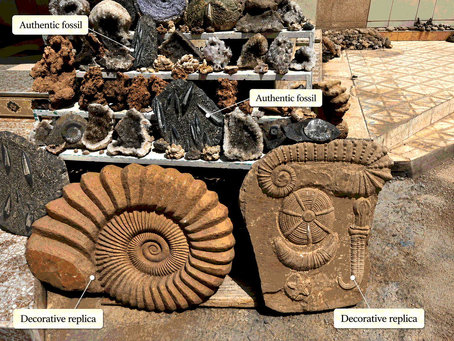 Comparison of an authentic ammonite fossil and a decorative ammonite replica. Genuine fossil specimen on the left and carved decorative imitation on the right, highlighting the difference between natural paleontological material and a modern replica.