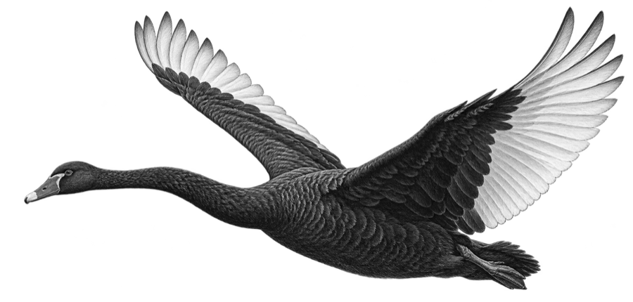 Чёрный лебедь — Cygnus atratus